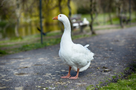 A shallow focus of a white goose standing on the park roadの写真素材