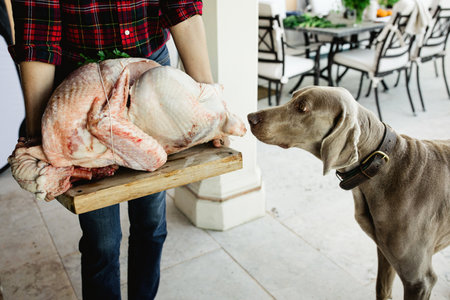 A closeup shot of a Weimaraner dog smelling a raw chicken meat