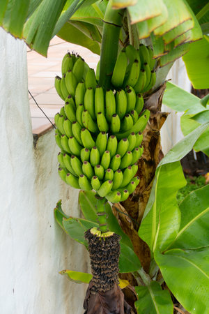 A vertical shot of ripening bananasの写真素材