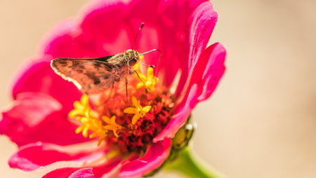 A closeup shot of a beautiful golden butterfly on a pink flower