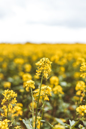 A vertical sh of a vast rapeseed plantation under a cloudy sky