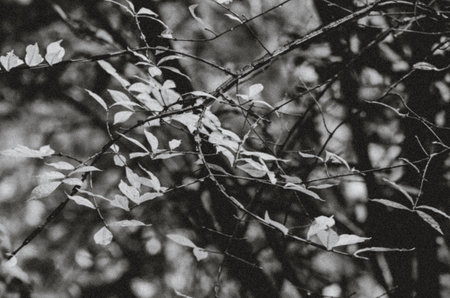 A grayscale shot of drying leaves on trees in a field with a blurry backgroundの写真素材
