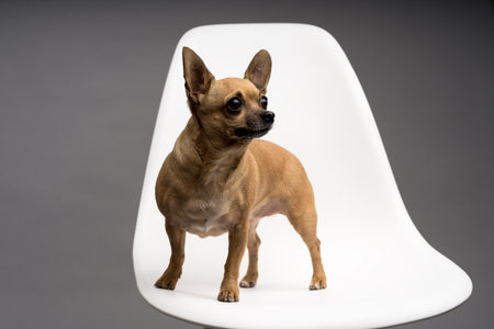 A closeup shot of a chihuahua on a white chair isolated on gray backgroundの写真素材