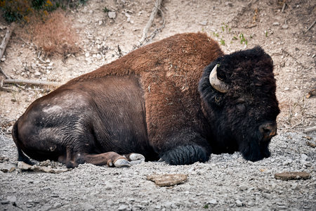 A closeup shot of a furry buffalo in Yellowstone National Park, Wyoming USAの写真素材
