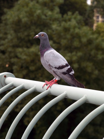 A Rock Pigeon (sometimes called flying rats) is among the most common birds on earth. They...
