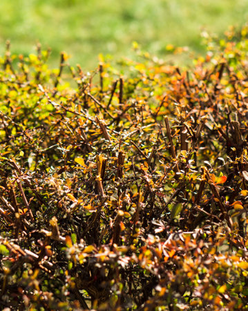 A vertical shot of green shrub with cut twigs under sunlight