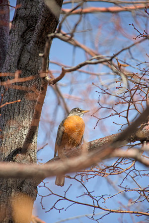 A vertical shot of a bird perched on a tree branch