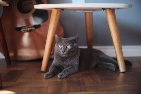 The Russian Blue cat lying under chairの写真素材
