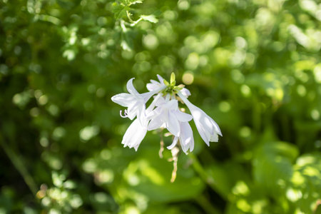 A closeup of fragrant plantain lilies growing in a garden under the sunlight with a blurry backgroundの写真素材