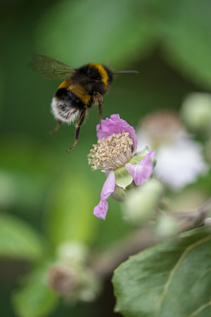 A cute bumblebee flying over a flower with dried petals