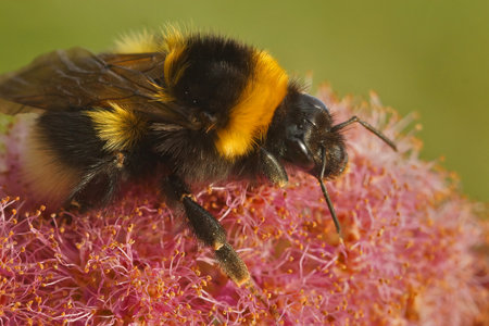 A macro shot of a garden bumblebee on a pink flower