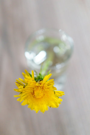 A close-up top view of  yellow dandelion on a cup full of waterの写真素材