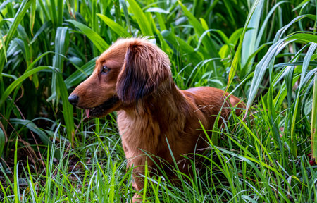 A closeup shot of an Irish red setter in the grassの写真素材