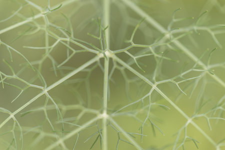 A closeup of green wild plants in a garden under the sunlight with a blurry backgroundの写真素材