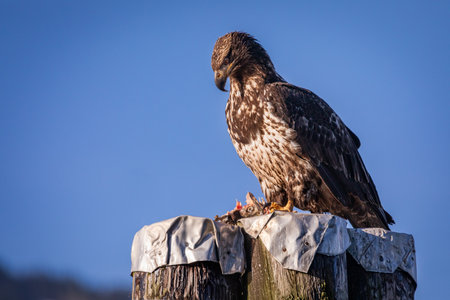 A closeup shot of a bald eagle