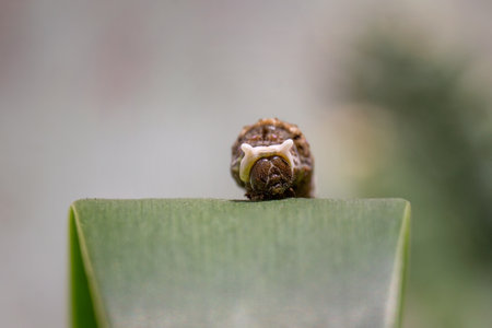 A closeup of a Caterpillar on a green leafの写真素材