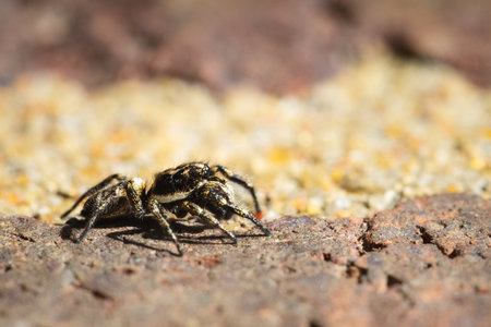 A selective focus shot of a jumping spider on a stone surface
