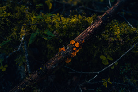 A closeup shot of orange small mushrooms on a branch in the forest at nightの写真素材