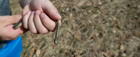 A tiny snake with its tongue out being handled by a man