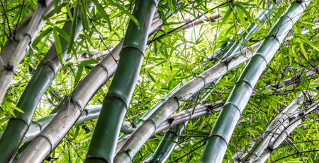 A closeup shot of bambooの写真素材
