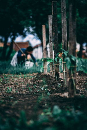 A vertical shot of a female working in a garden on a sunny dayの写真素材