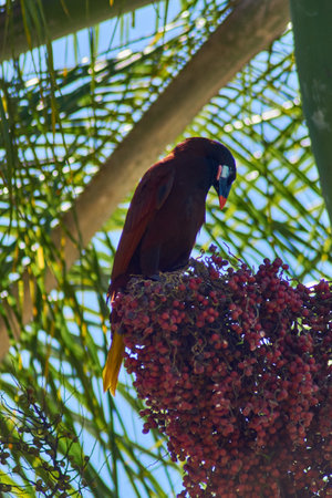 A selective focus shot of a bird known as Oropendola de Moctezuma, with a blue beak and a yellow tail, in a palm tree eating its fruits, in Costa Ricaの写真素材