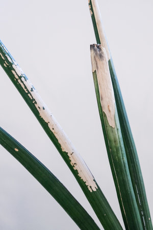 A closeup shot of a Sansevieria cylindrica (Dracaena angolensis) in a pot