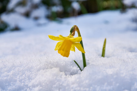 close up of crocus daffodilflower in bloom covered in snowの写真素材