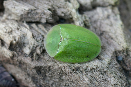 A closeup shot of Cassida viridis beetleの写真素材