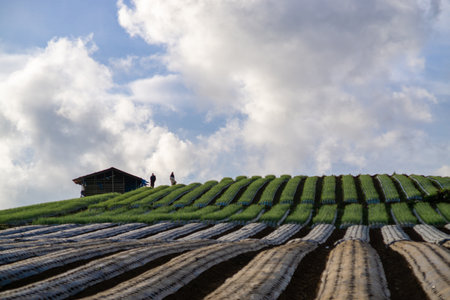 An agricultural field against the cloudy sky in spring
