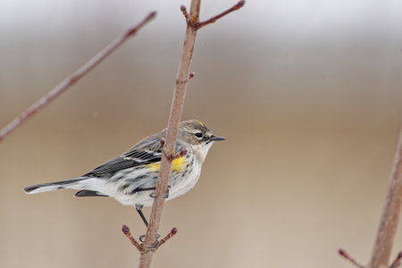 A closeup shot of a yellow-rumped warbler on the tree twig