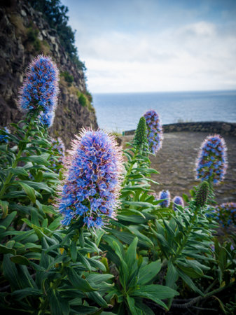 A selective focus echium flowers growing on the side of a coastal roadの写真素材