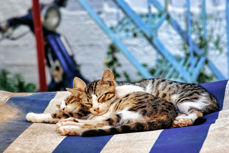 A closeup shot of cute kittens sleeping togetherの写真素材