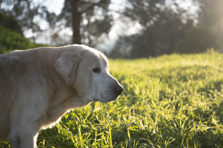 A closeup of an Akbash dog in a field covered in greenery under the sunlightの写真素材