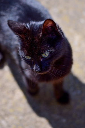 A vertical high angle shot of a black cat walking on a sunny dayの写真素材