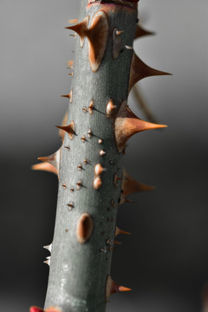 A selective focus shot of thorns on rose stem - great for backgroundの写真素材