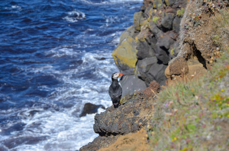 A closeup shot of a puffin on a rocky cliff over a blue sea waters and wavesの写真素材