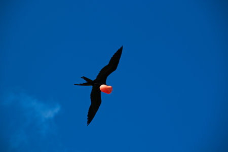 A beautiful view of a bird soaring high in the clear blue sky on a sunny dayの写真素材