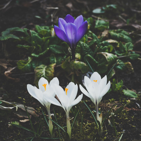 A closeup of beautiful white and violet spring crocus flowers blooming in the gardenの写真素材