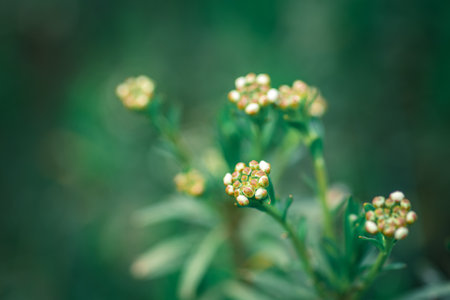 A closeup shot of Jersey cudweed flowers on a blurred backgroundの写真素材