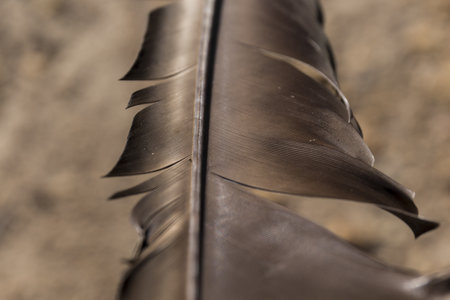 feather of a vulture, brown feather open at the sides, on a lighter backgroundの写真素材
