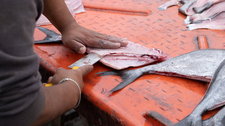 artisanal fishermen, removing fish from fishing nets.
chile caleta bucalemu pippin fishの写真素材