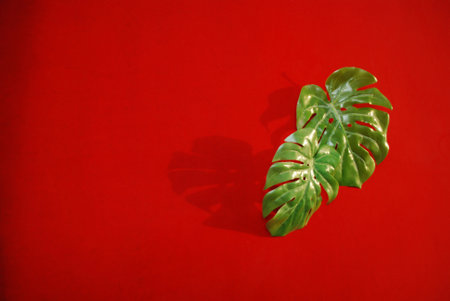 beautiful trendy tropical green leaves with shadows on red background,nature and environment concept,empty space ,wallpaper,の写真素材