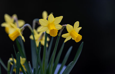 A beautiful view of yellow flowers growing in the field on a black blurry backgroundの写真素材