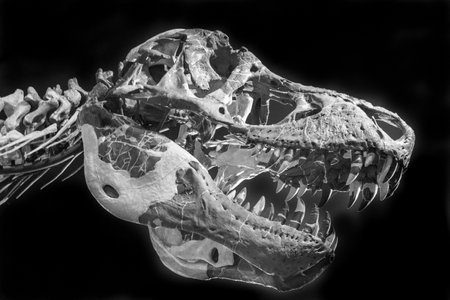 A grayscale shot of a skull of an animal isolated on black backgroundの写真素材