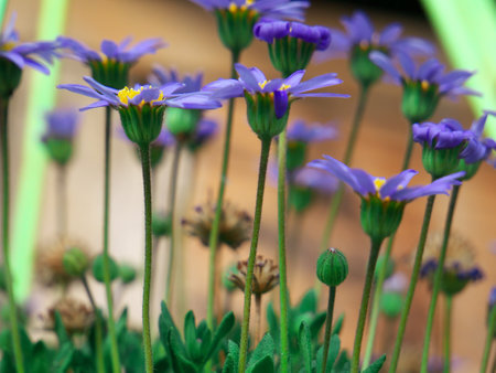 A selective focus of pretty  purple flowers in the gardenの写真素材