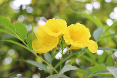 A closeup shot of blooming yellow flowers in the greenery