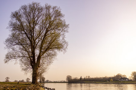 Magenta and orange colors of sunset landscape with a solitary tree along the river IJssel landscape near Zutphen, The Netherlandsの写真素材