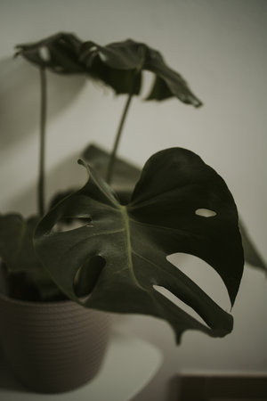 A big green leaf of a Swiss cheese plant or delicious monster in a potの写真素材