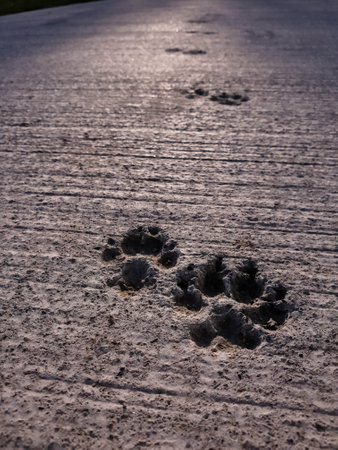 A close-up shot of dog footprints left in the concrete pathway - natural background, accidental artの写真素材